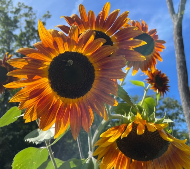 Sunflowers from Hannelore's garden - representing the summer classes beginning.