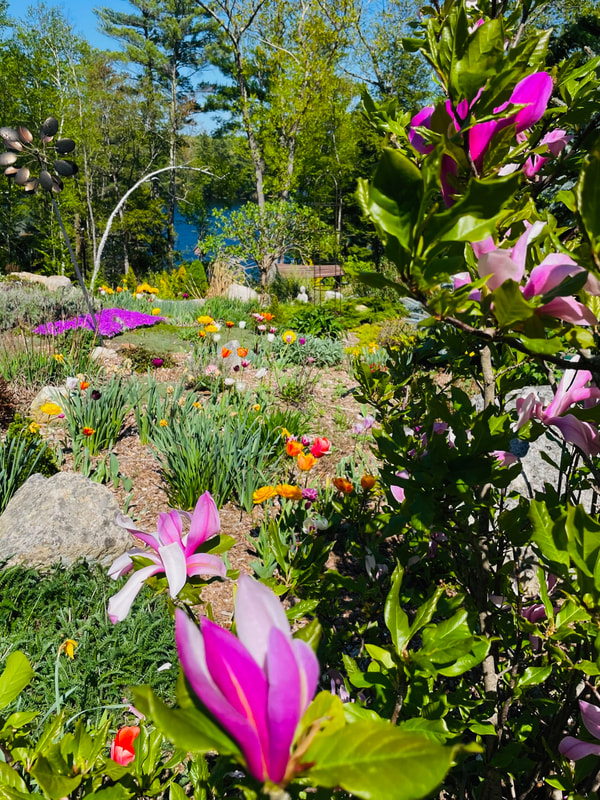 Hannelore's garden with tulips, Magnolia tree, creeping flox, and thyme by the lakeside.